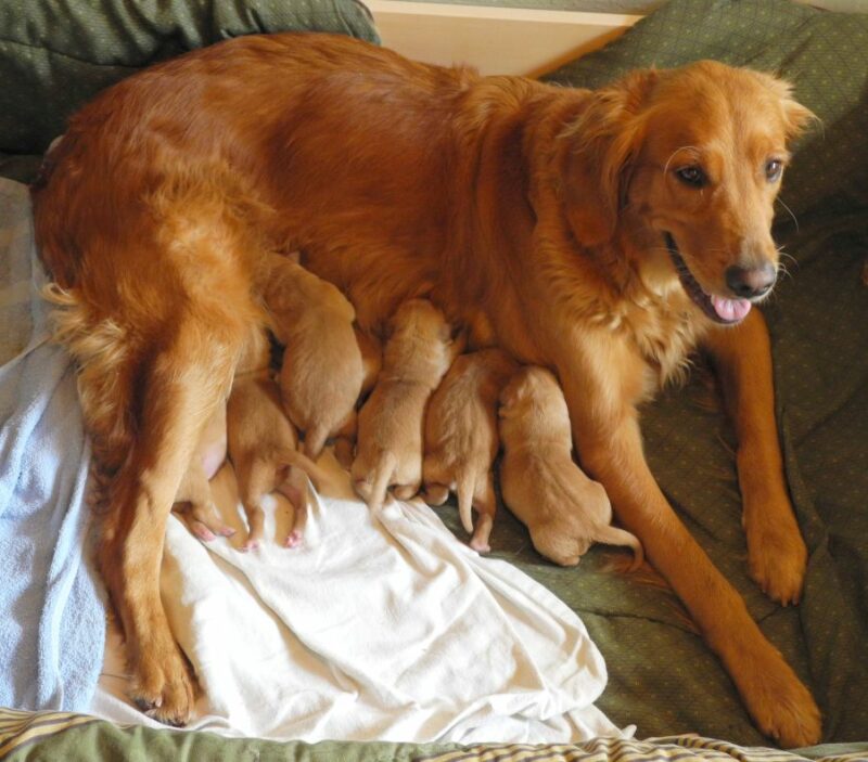 Mother dog nursing puppies.