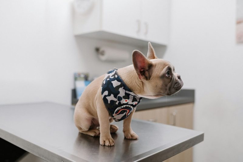 Dog on Vet Table, Waiting for Vaccine.