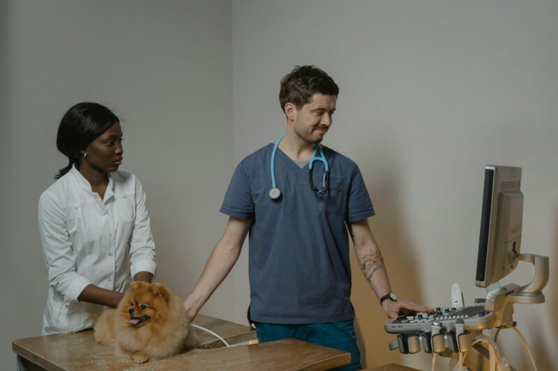 Small dog getting an ultrasound at vet.