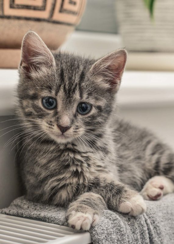 UP-lifestyle-website shots-kitten