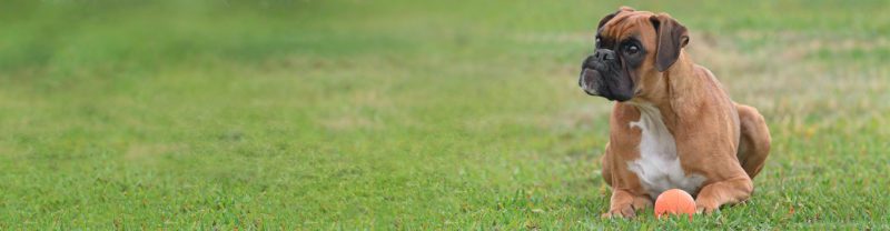 banner-010