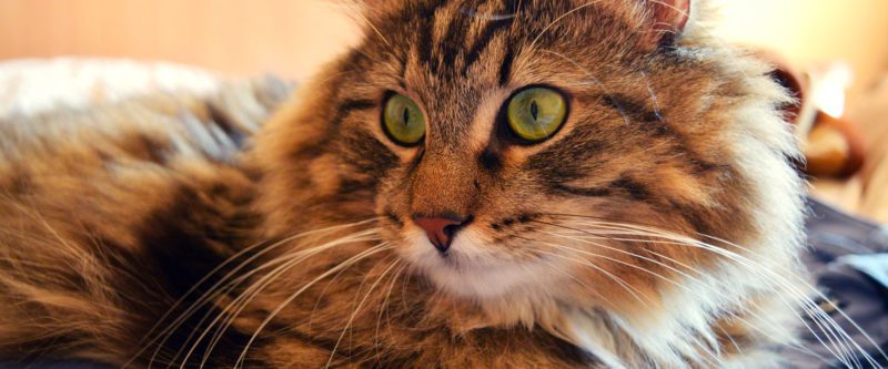 RCL - Ultra Pet | tabby cat