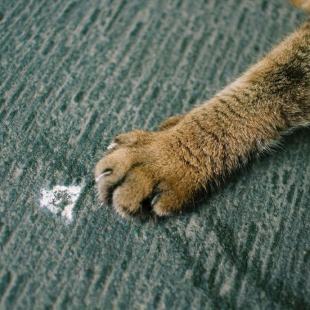 cat paw, scratching couch.
