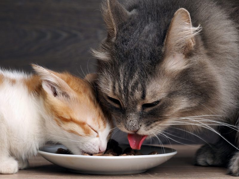 Introducing two cats to each other - ULTRAPET - Scientifically formulated  pet food