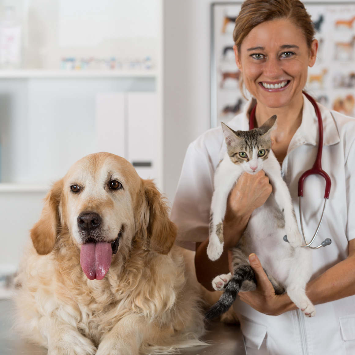 Vet wth a dog and a cat