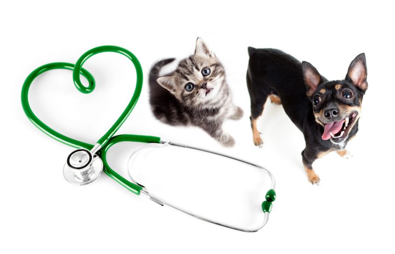 RCL - Ultra Pet | Happy cat and dog at vet