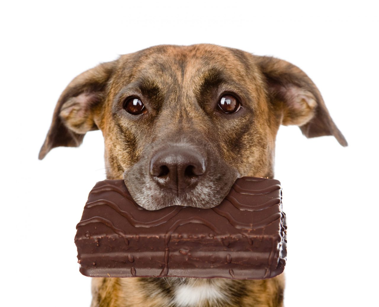 Chocolate toxicity in cats and dogs ULTRAPET Scientifically