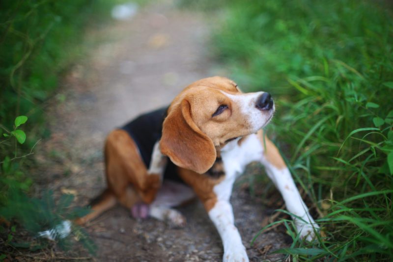 RCL - Ultra Pet | Beagle Dog