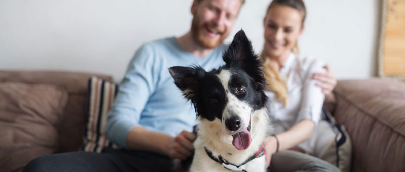 RCL - Ultra Pet | Sheep dog