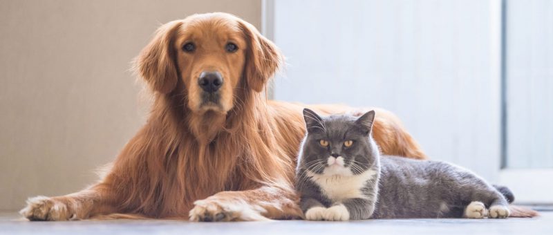 RCL - Ultra Pet | cat and dog