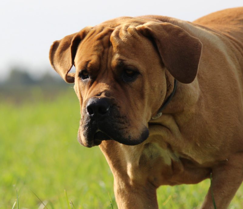 brown dog
