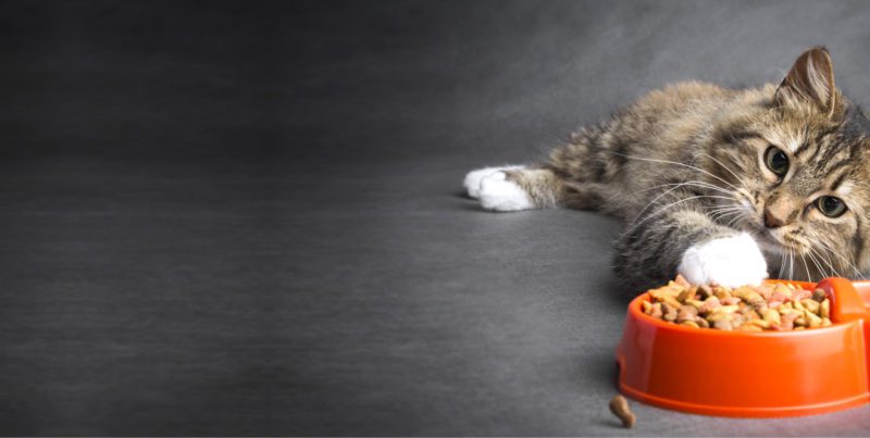 Cat reaching for food bowl with Ultra Pet pellets.