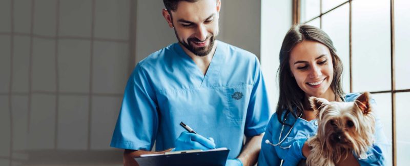 dog vet