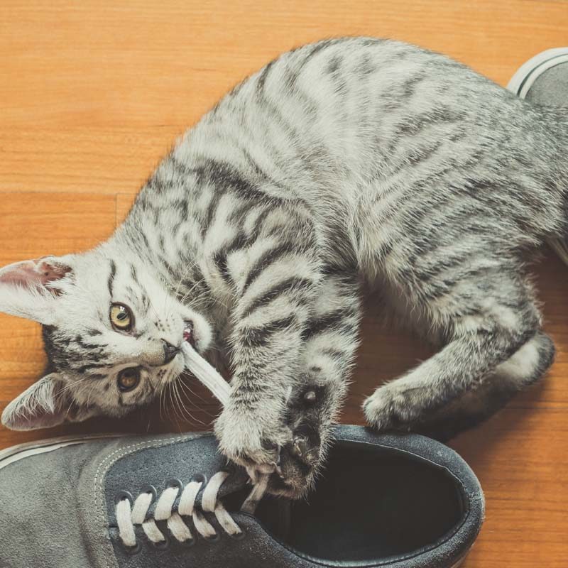 Optimal Balance Cat food