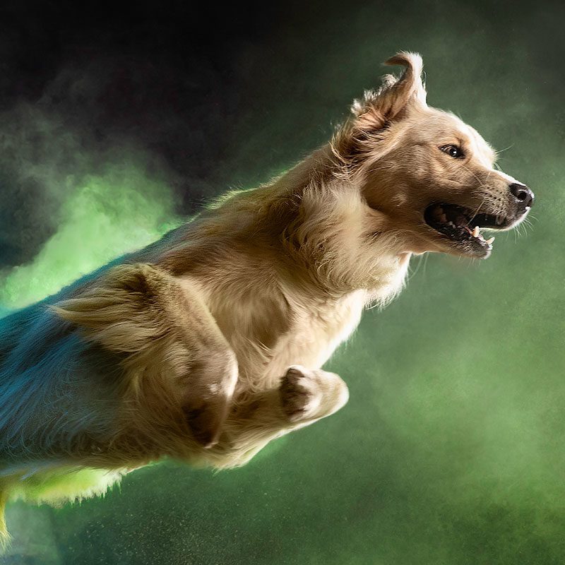 optiwoof-dog-right