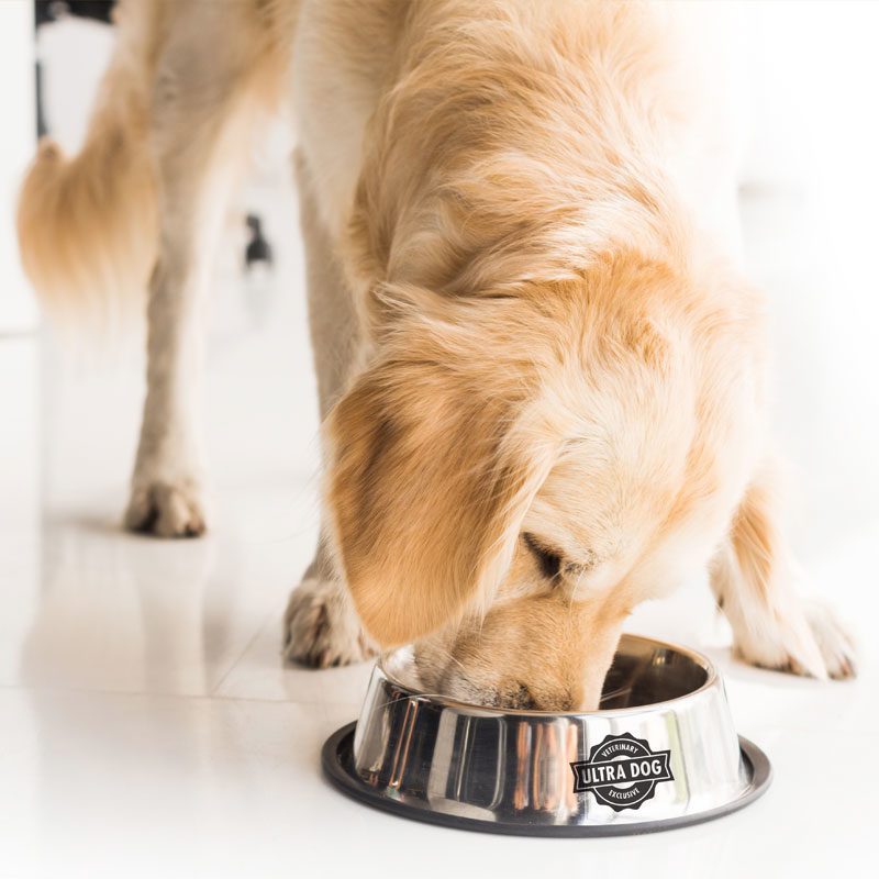 Special Diet Dog food