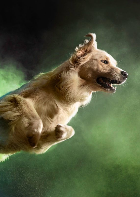 RCL - Ultra Pet | Jumping Dog