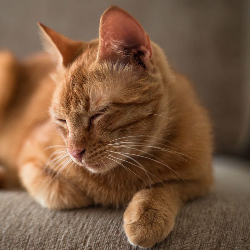 Special Diet Cat Food