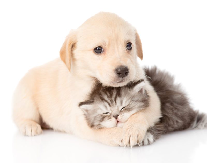 Puppy and Kitten cuddling for socializing your pet article.