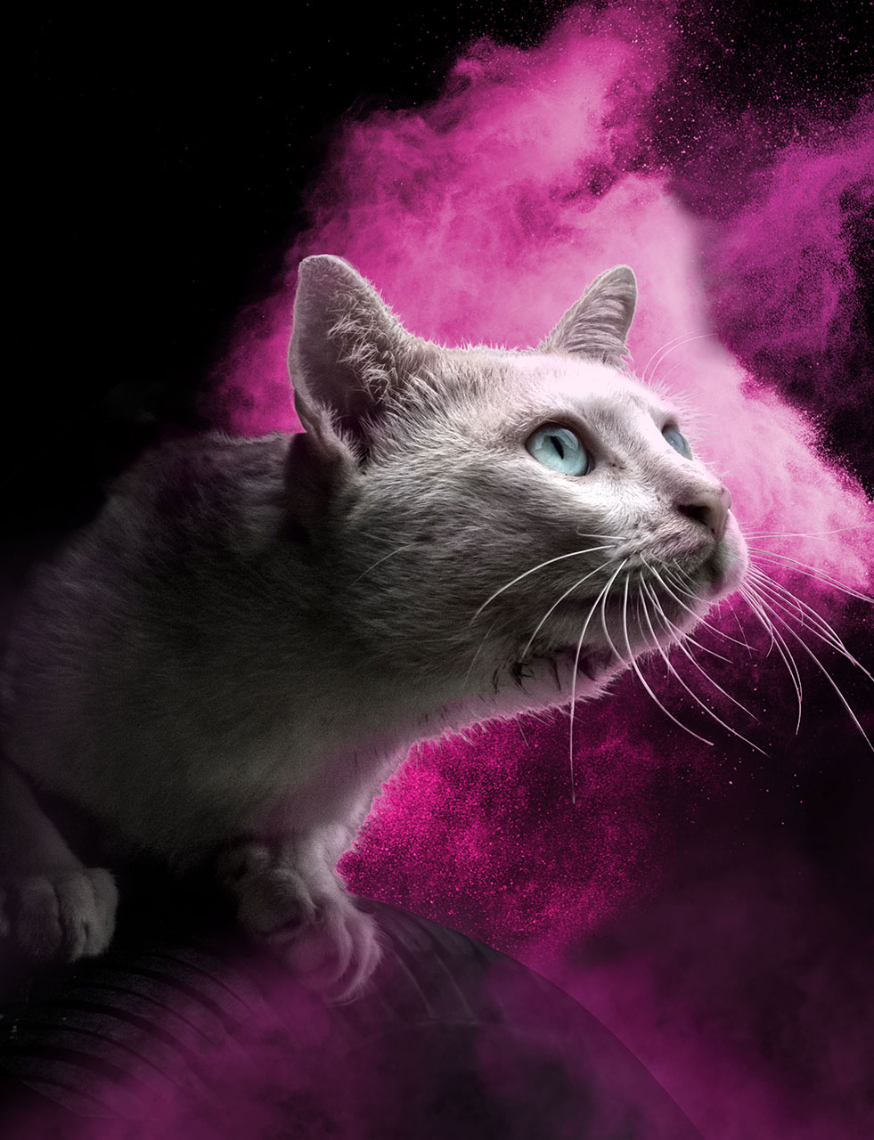 Cat food, white cat with pink background, RCL - Ultra Pet