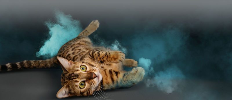 RCL - Ultra Pet | Brown tabby cat