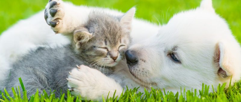 banner puppy packs
