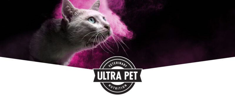 pink powder cat