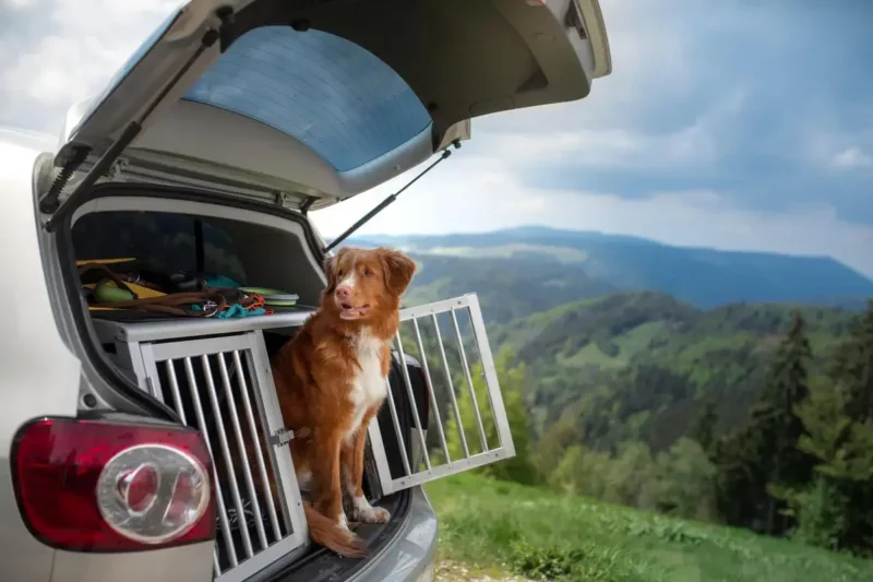 Dr Carra’s helpful travel tips for Pet Parents