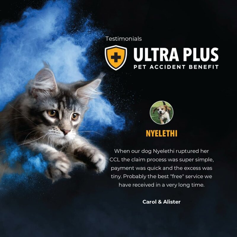 blue powder kitty jumping