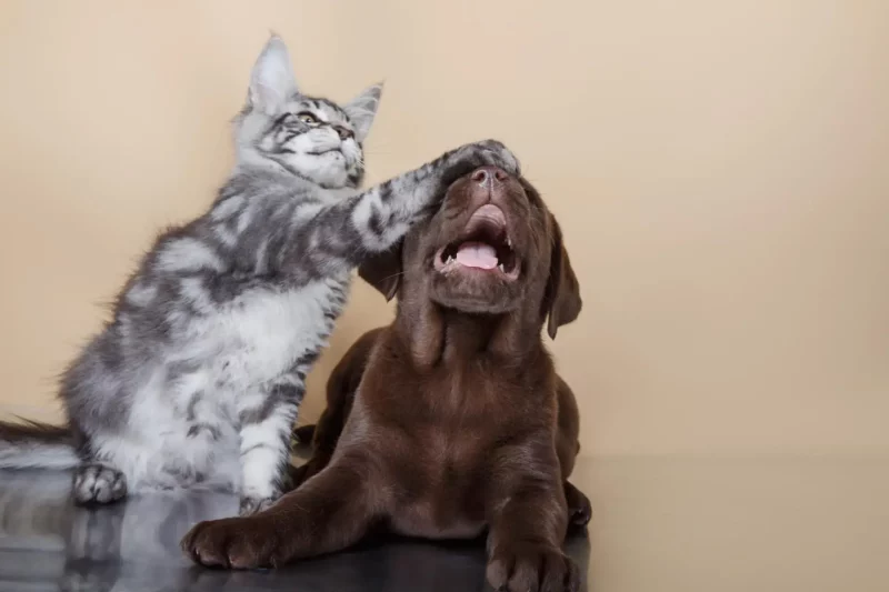 cat blinding a puppy
