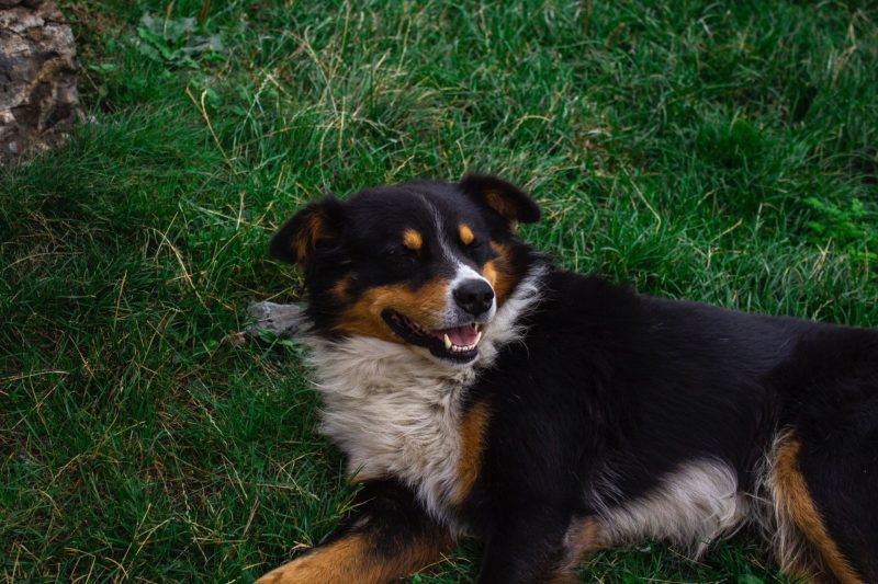 Bernese Mountain dog lying on grass, canine skincare
