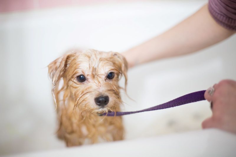 Dog taking a bath, itchy skin treatment.