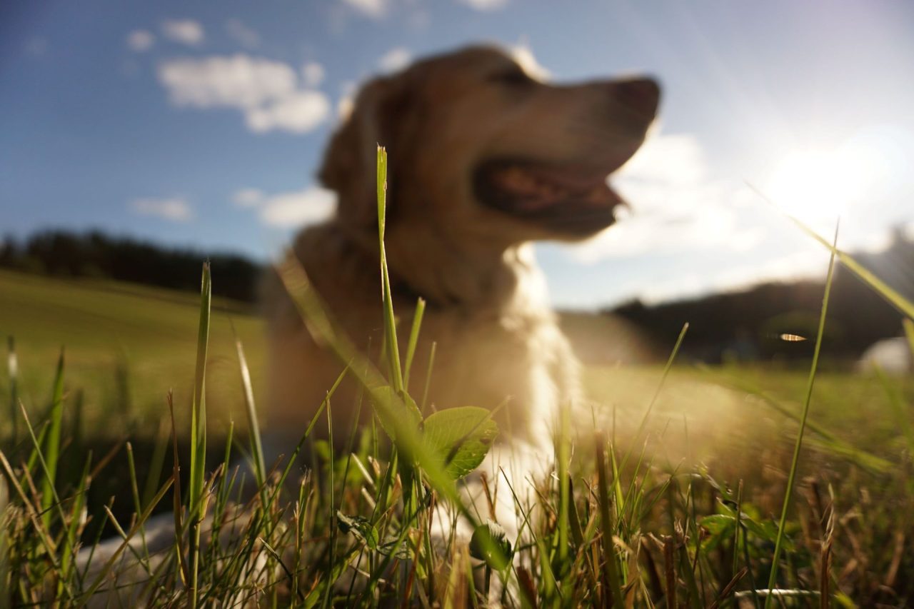 Golden Retriever basking in the sun, dog skincare.