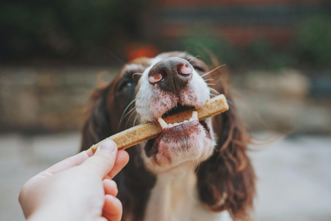 Owner giving dog treat, dog diet advice.