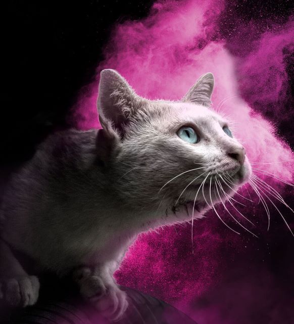 light grey cat purple background, Ultra Pet cat food product model