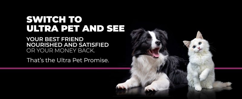 pet foods, border collie and white furry cat
