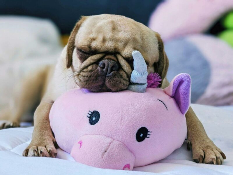 Pug puppy sleeping with toy, brachycephalic dogs