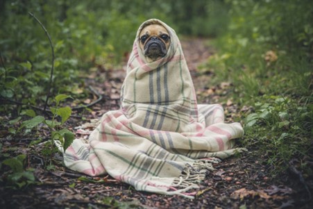 Keeping dog with joint pain warm, blanket wrapped around pug.