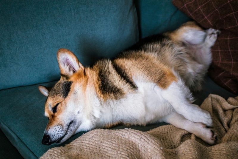 lazy corgi dog lying on couch