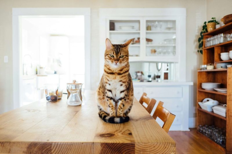 pet cat sittng on table, waiting for food.