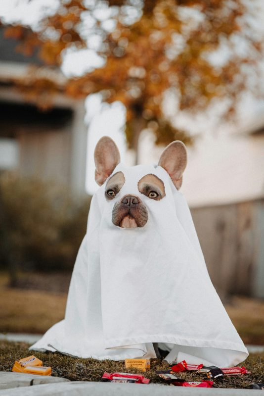 Howl-oween, dog treats, ghost dog