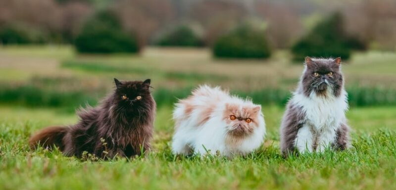 3 different cats rs