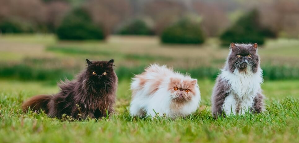 cats sitting on grass