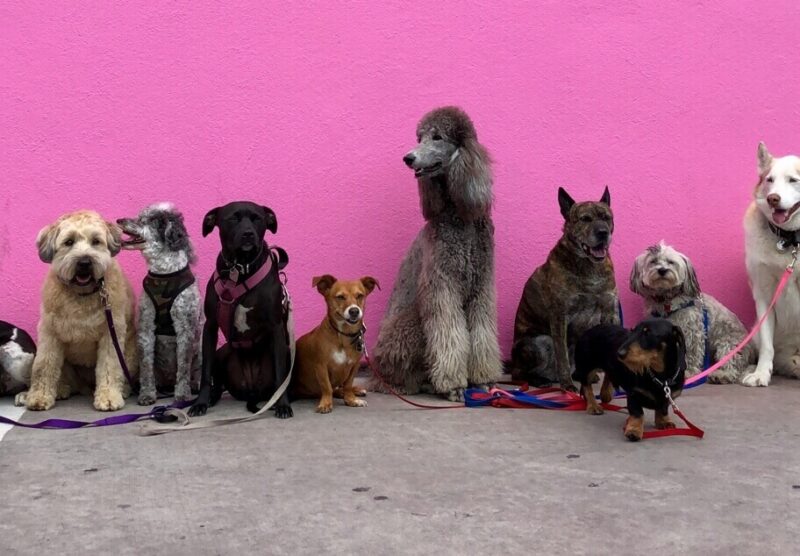 different dogs sitting in a row, in front of purple wall