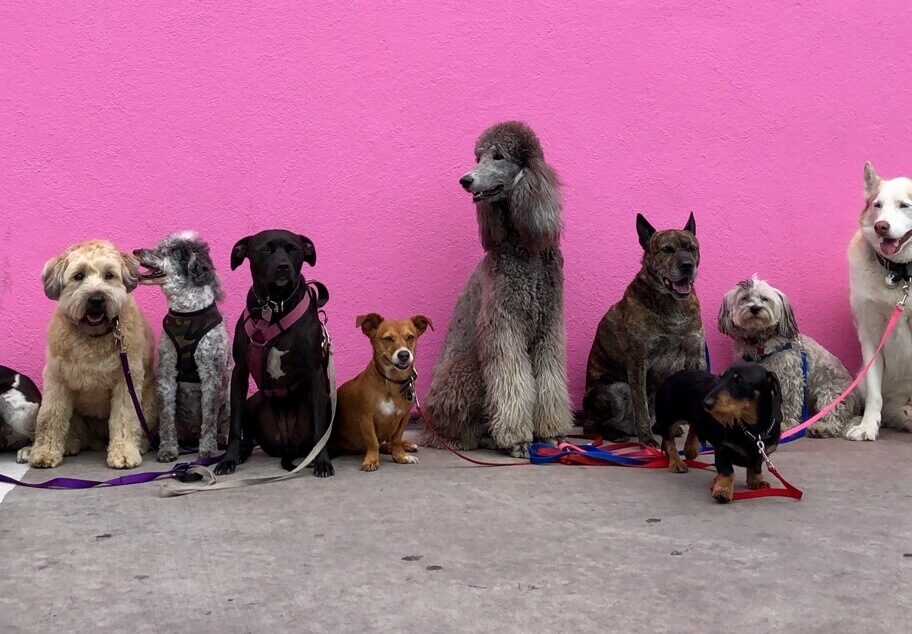 different dog breeds sitting in a row, in front of purple wall.