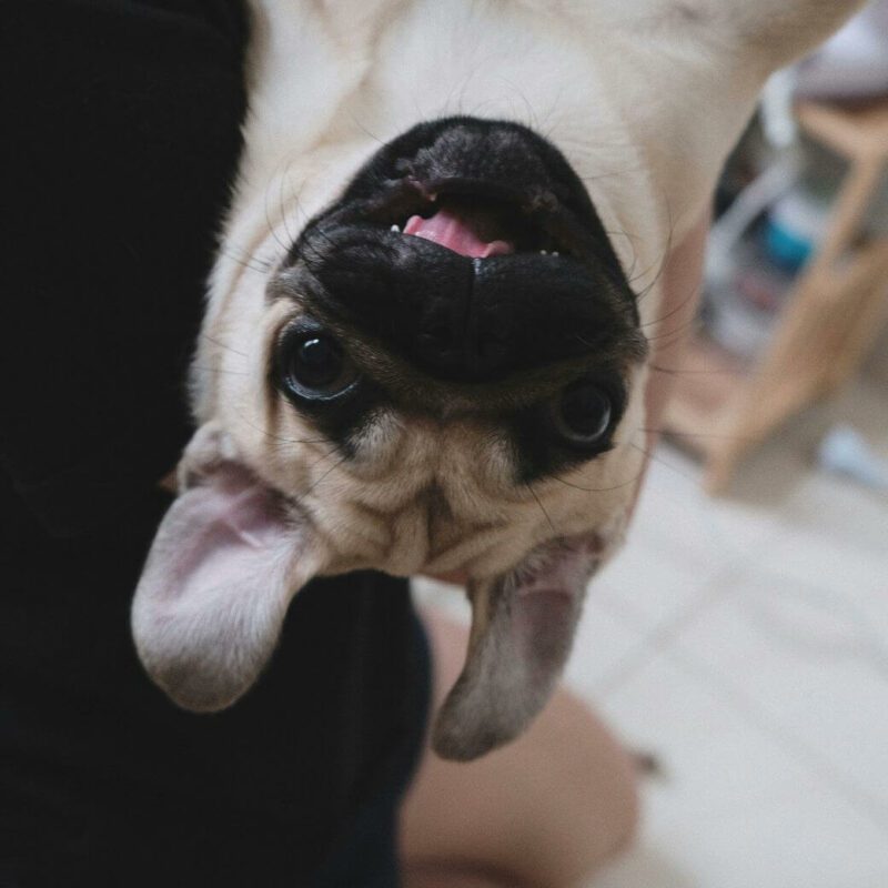 cute pug pic, brachycephaly