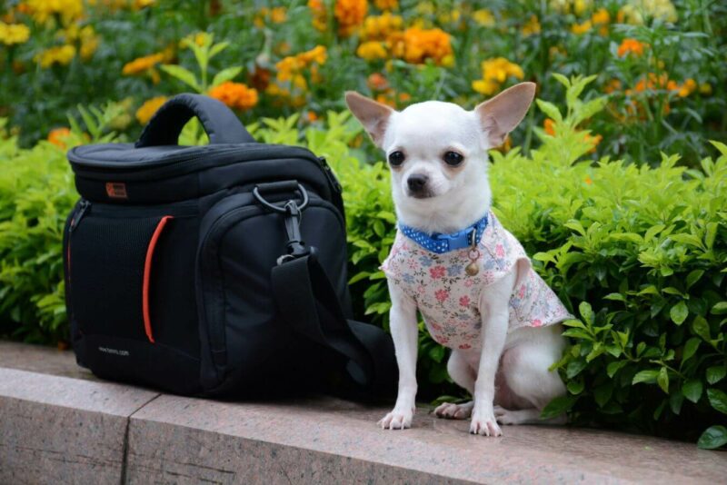 small dog sitting next to camera. Chihuahua.