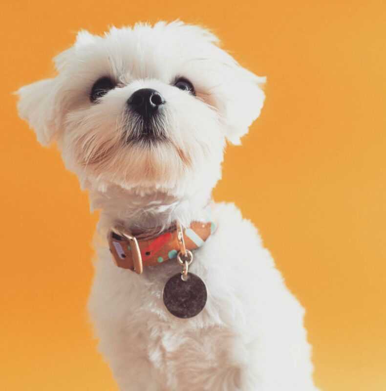 small white dog.