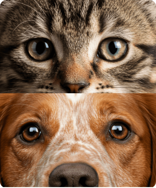 dog and cat staring