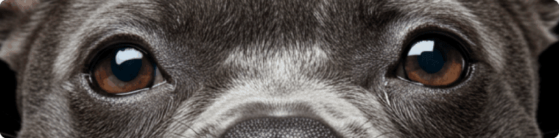 Short-muzzled dog representing brachycephalic breeds